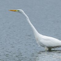 Great White Egret RSPB Leighton Moss