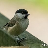 Marsh Tit RSPB Leighton Moss