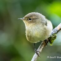CHiffchaff Rostherne