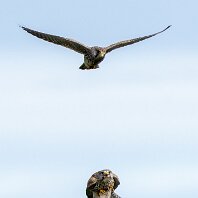 Kestrel Rostherne