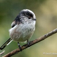Long-tailed Tit Rostherne