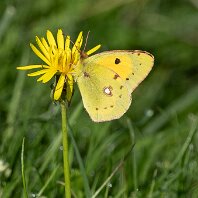 Clouded Yellow Plumley