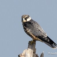 Hobby Rostherne