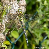Southern Hawker Mere