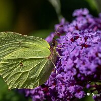 Brimstone Mere