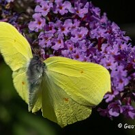 Brimstone Mere
