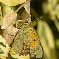 Clouded Yellow Mere