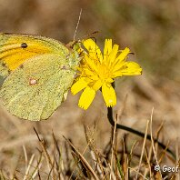 Clouded Yellow Mere