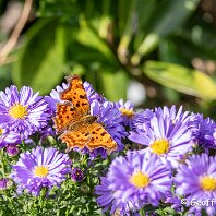Comma Woodruff Cottage