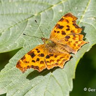 Comma Plumey