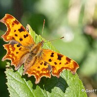 Comma Cicley Mill Pool