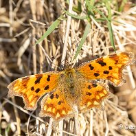 Comma Rostherne