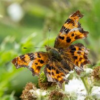 Comma Plumley