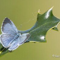 Holy Blue Rostherne