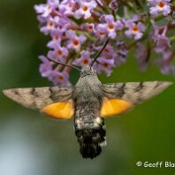 Hummingbird Hawk Moth Mere