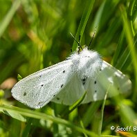Muslin Moth Rostherne