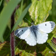 Orange Tip Plumley