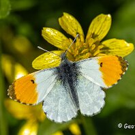 Orange Tip Rostherne