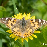 Painted Lady Plumley