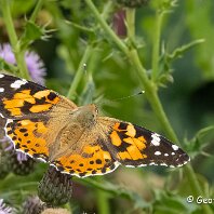 Painted Lady Millington