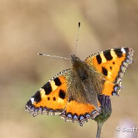 Painted Lady Mere