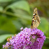 Painted Lady Mere