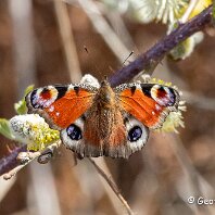 Peacock Plumley