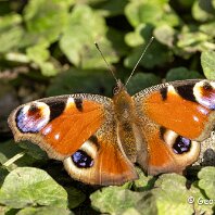 Peacock Millington