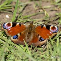 Peacock Millington