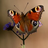 Peacock Mere