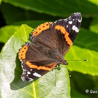 Red Admiral Cicely Mill Pond