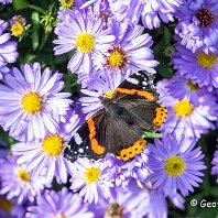 Red Admiral Woodruff Cottage