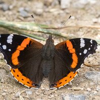 Red Admiral Millington