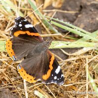 Red Admiral Rostherne