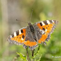 Small Tortoiseshell Millington