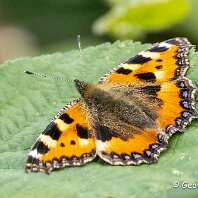 Small Tortoisehell Plumley