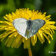 Small White Millington