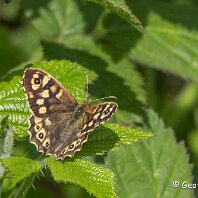 Speckled Wood rostherne