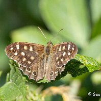 Speckled Wood Plumey