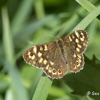 Speckled Wood Millington