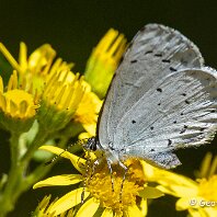 Holly Blue Mere