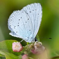 Holly Blue Mere
