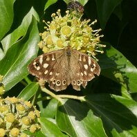 Speckled Wood