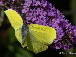 Brimstone