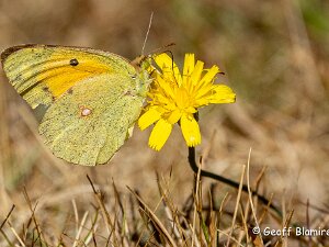 Clouded Yellow