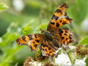 Comma
