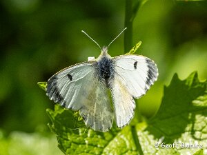 Green Viened White