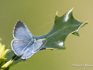 Holy Blue