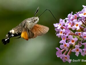 Hummingbird Hawkmoth