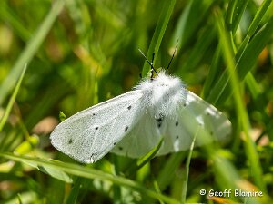 Muslin Moth